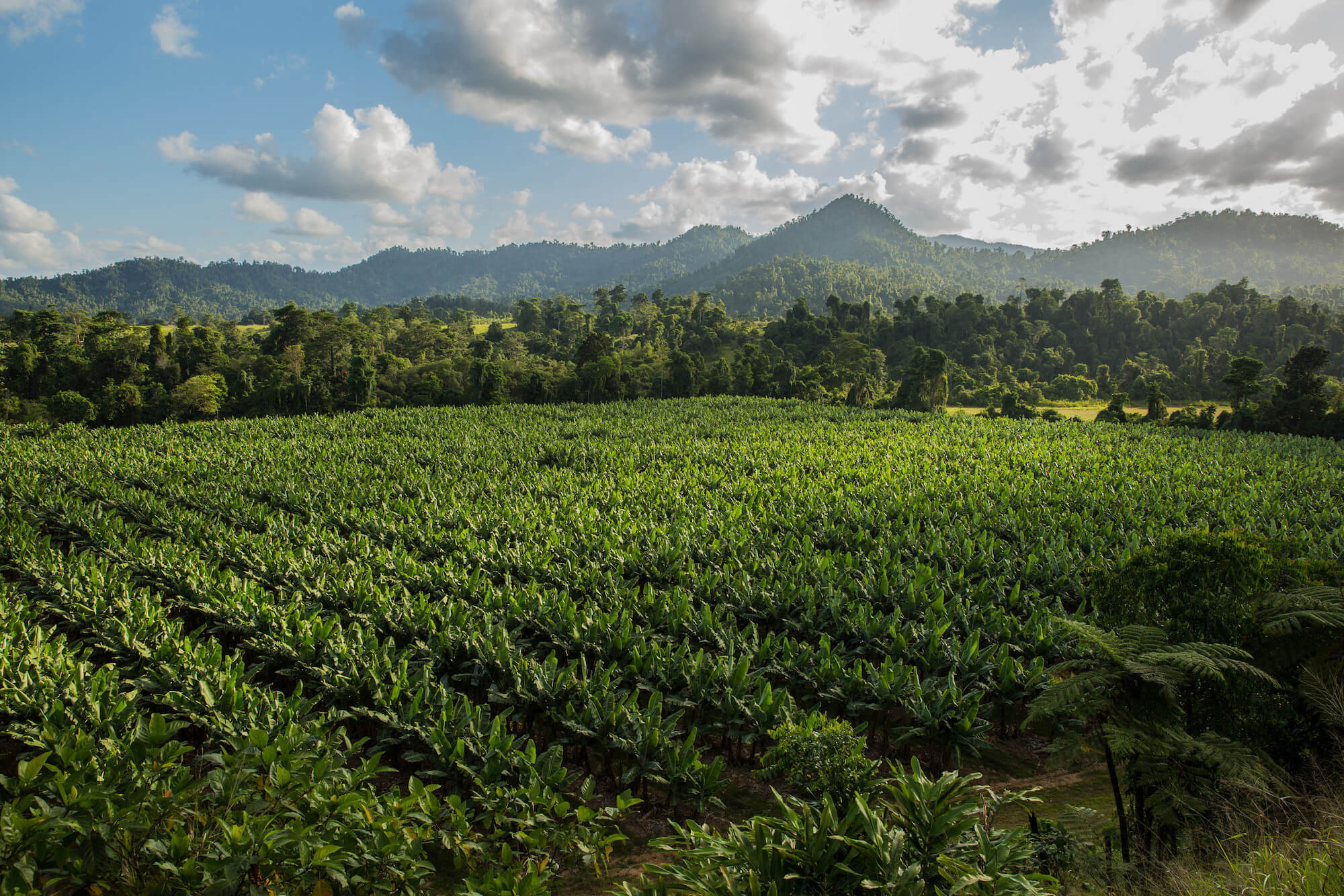 banana farm