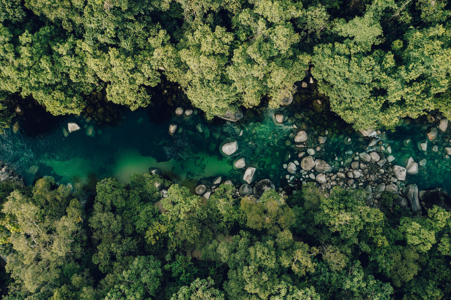 rainforest