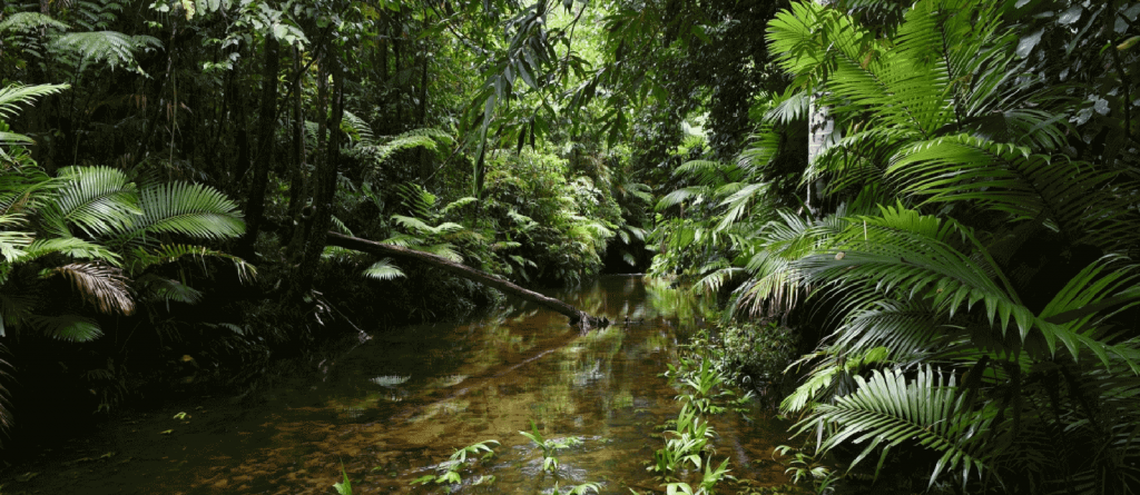 Cairns Great Barrier Reef 世界最古の熱帯雨林