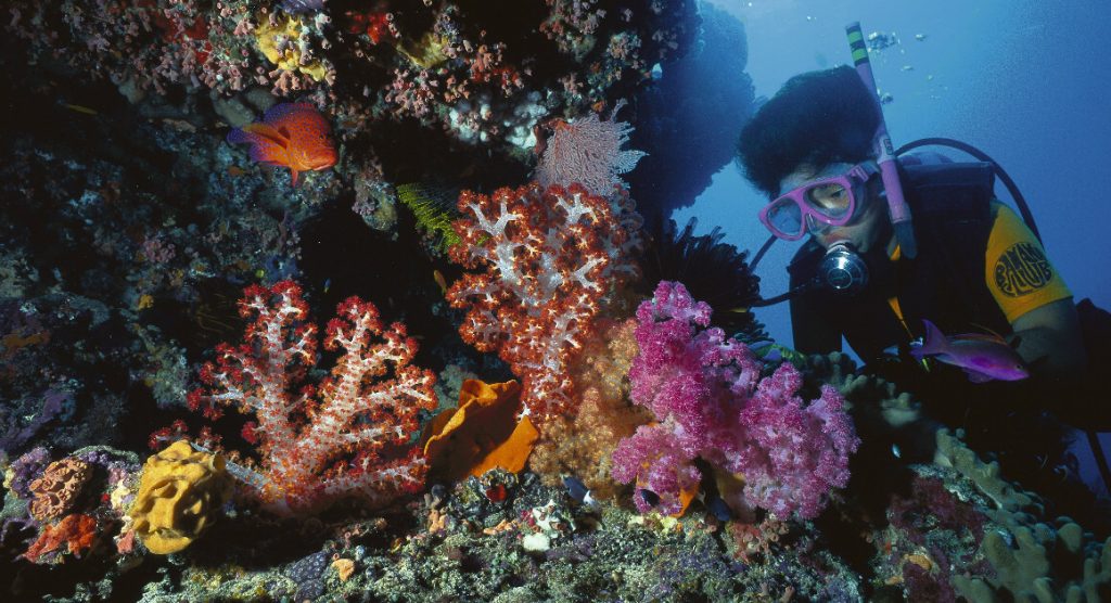 Coral