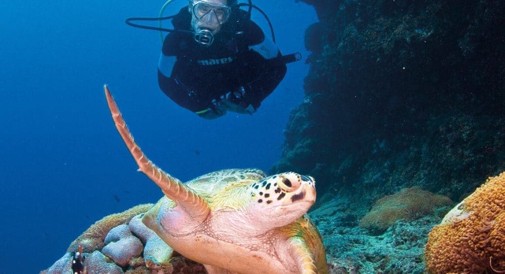 Turtle
