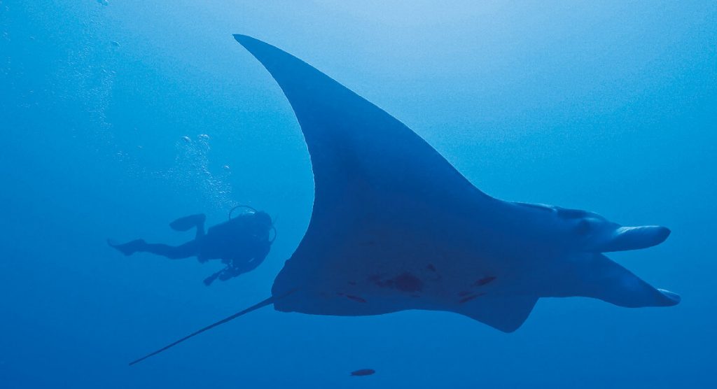 Stingray