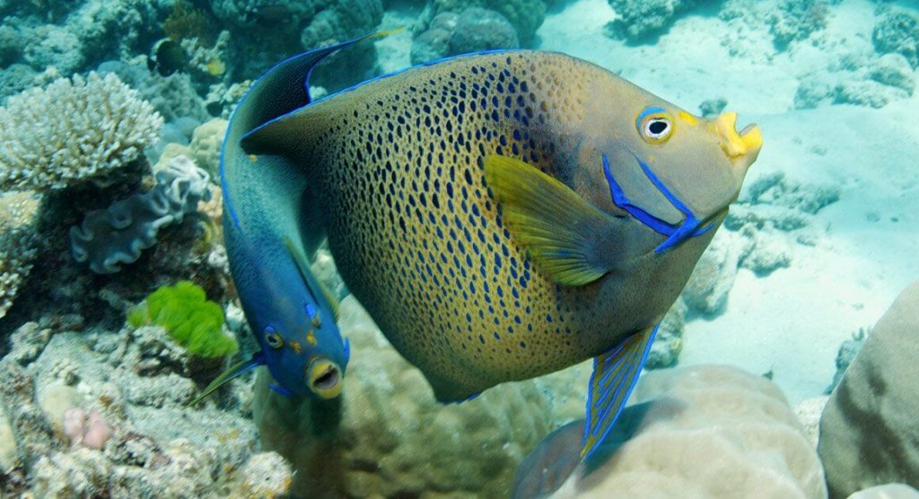 Fish