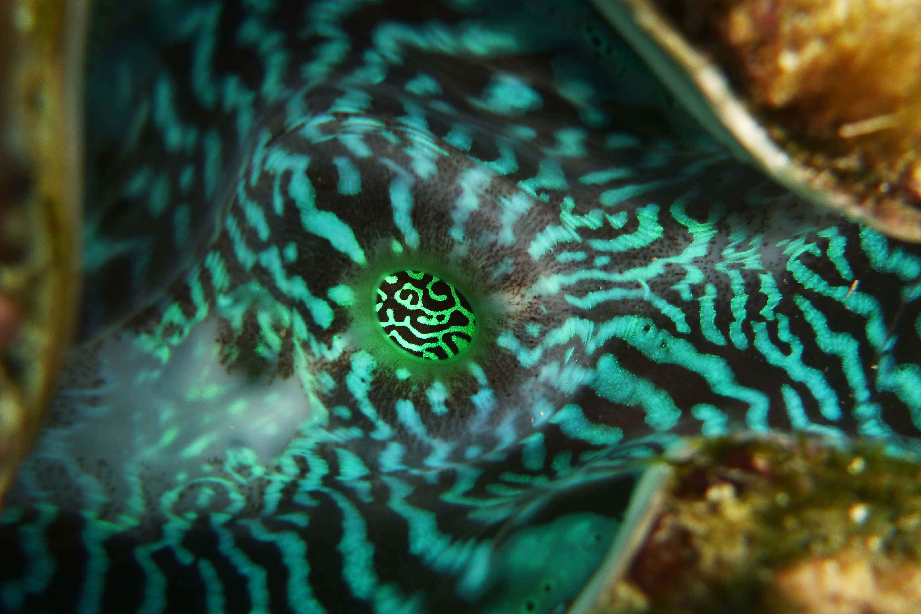 Citizens of the GBR macro