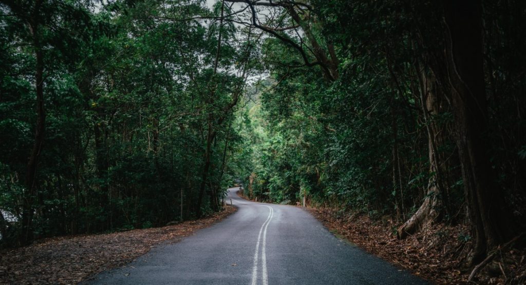 road in the daintree
