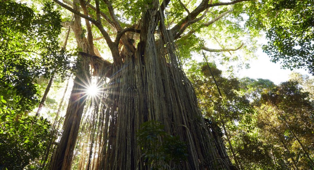 curtain fig tree yungaburra
