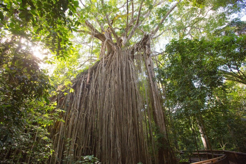 The curtain fig tree