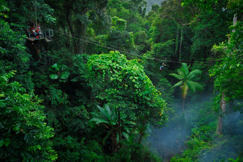 Jungle surfing at Cape Tribulation