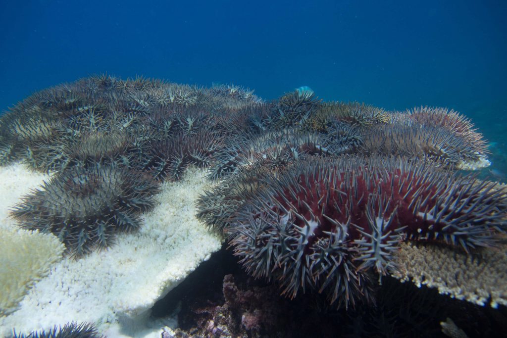 Crown of thorns starfish COTS