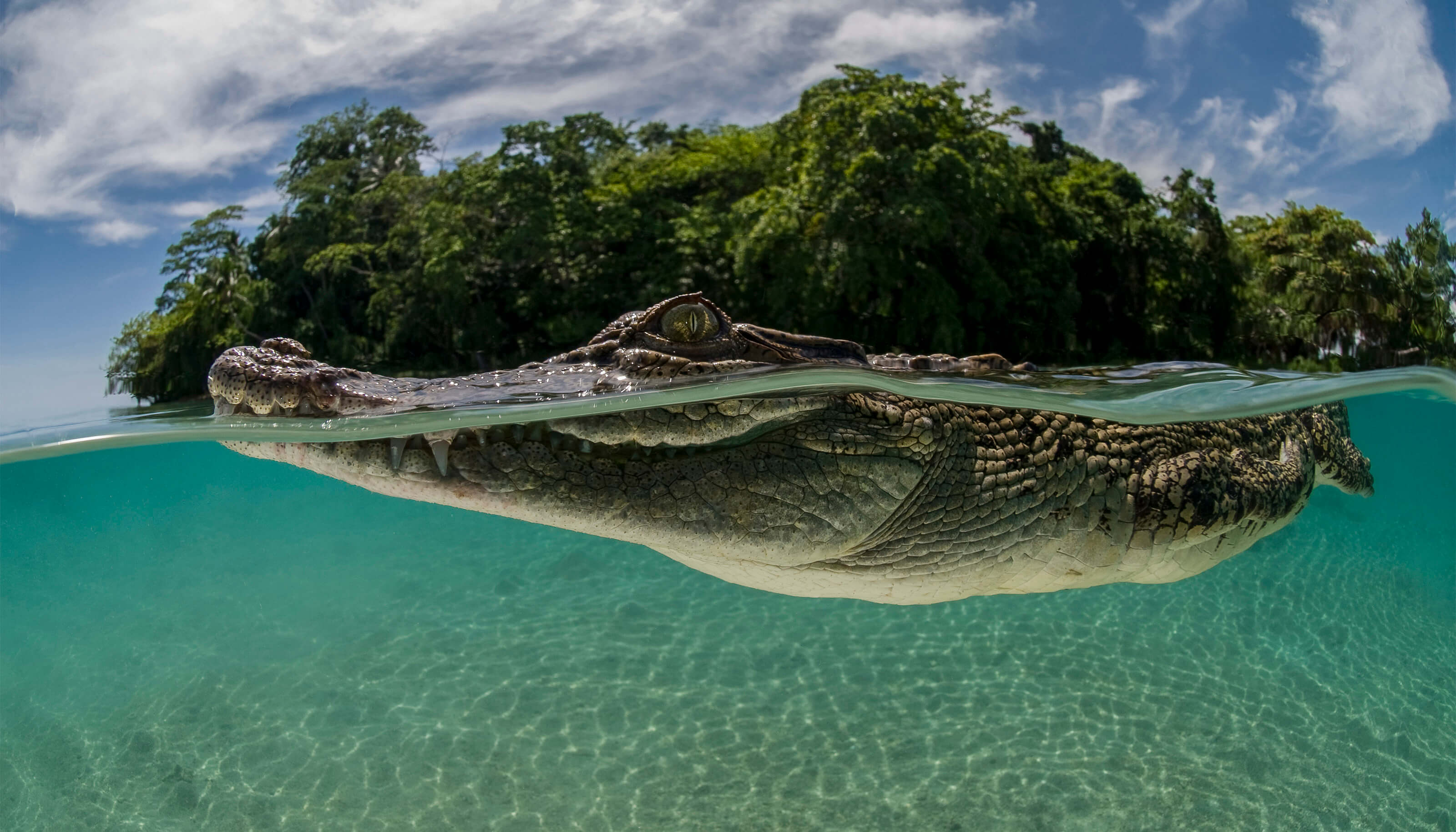 close up of crocodile