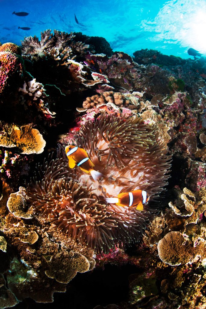 coral on great barrier reef