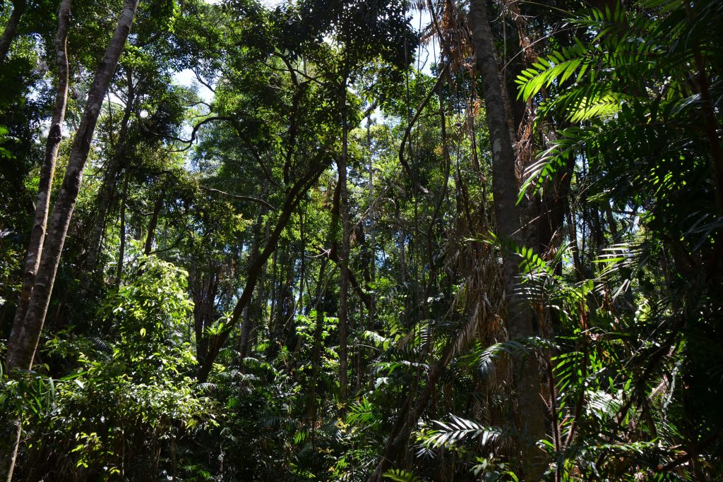 Jungle Walk Kuranda