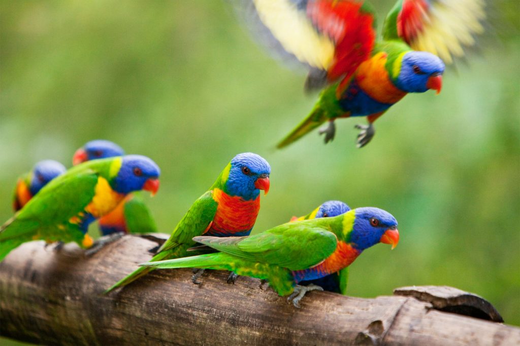 rainbow lorikeet at rose gums