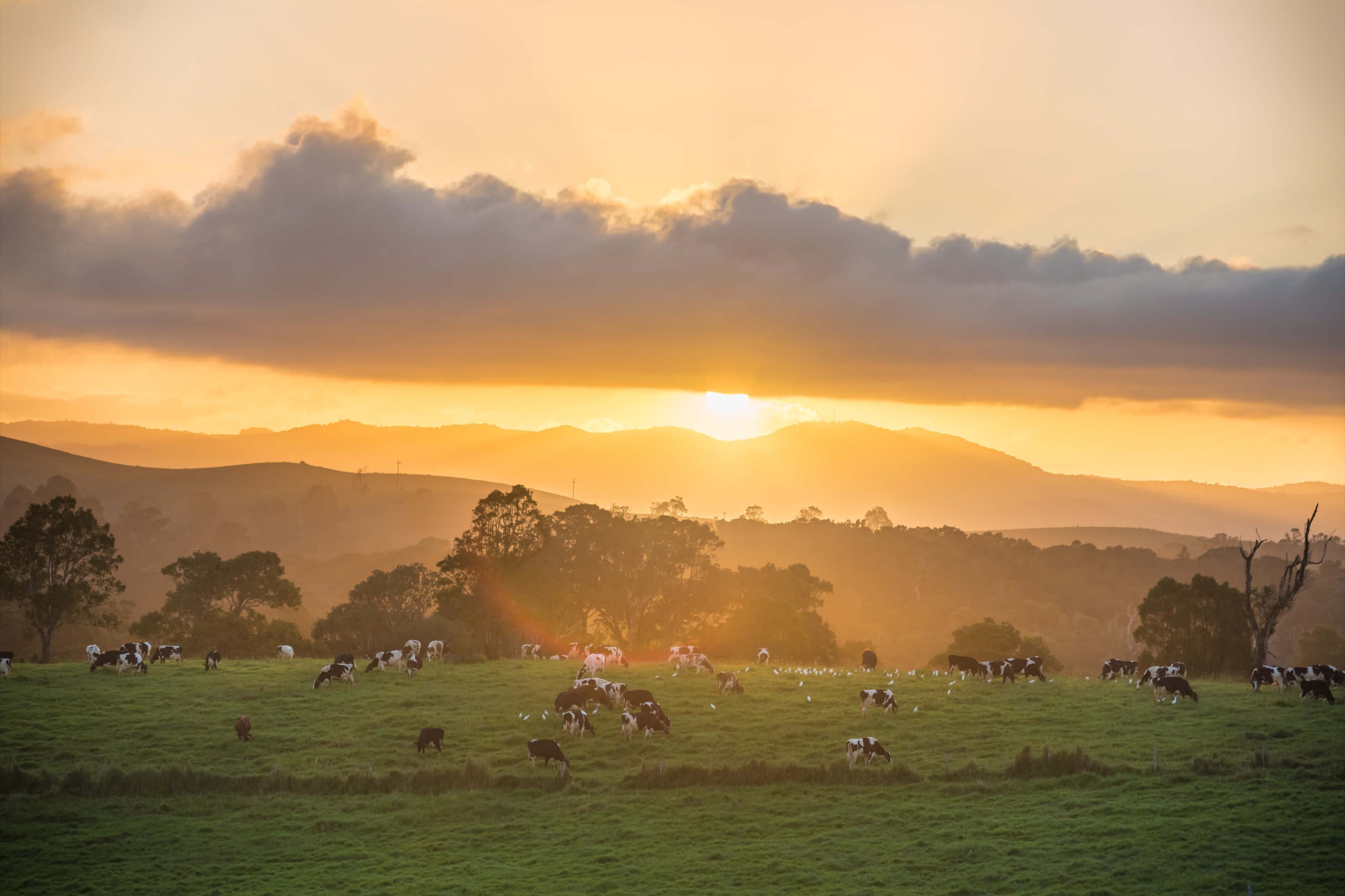 dairy farm on the atherton tablelands