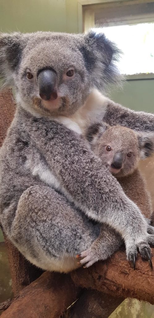 koala-baby-momoco