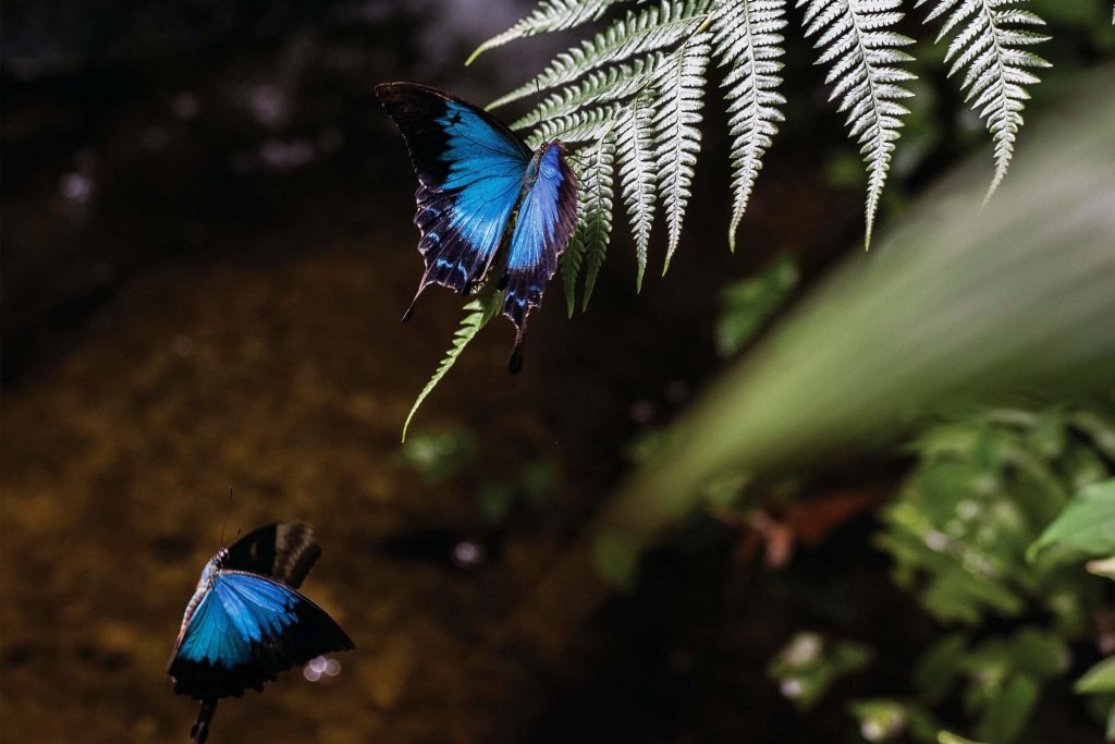 ulysses butterfly in the rainforest