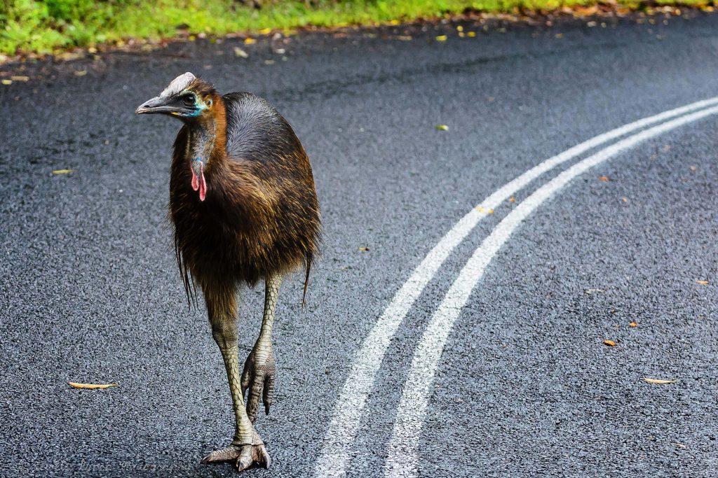cassowary on the road at mission beach