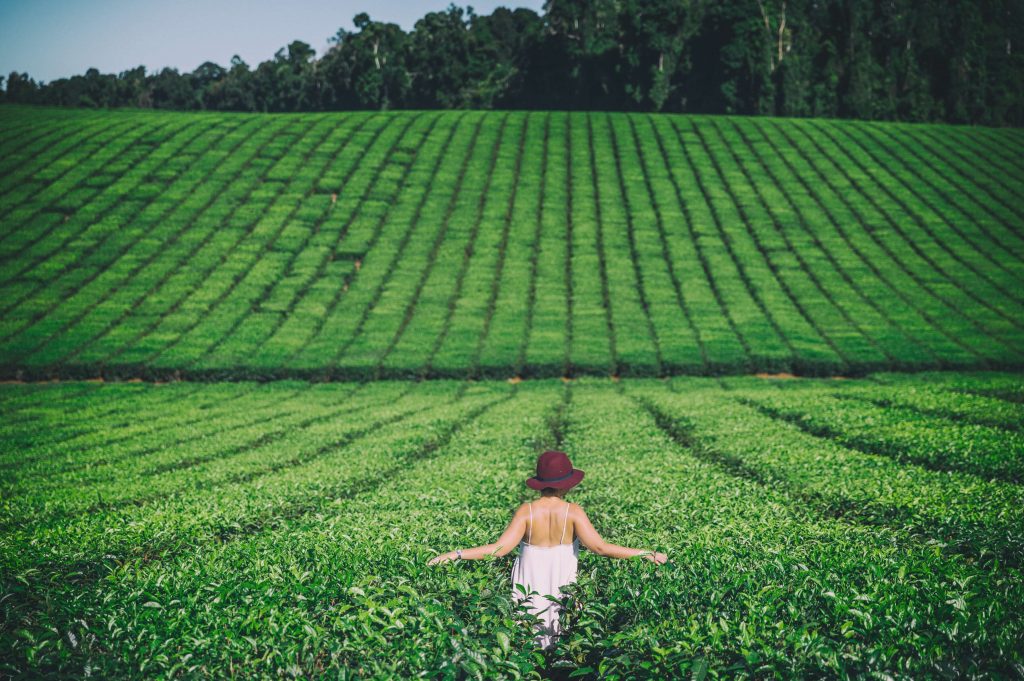 Walking through tea fields
