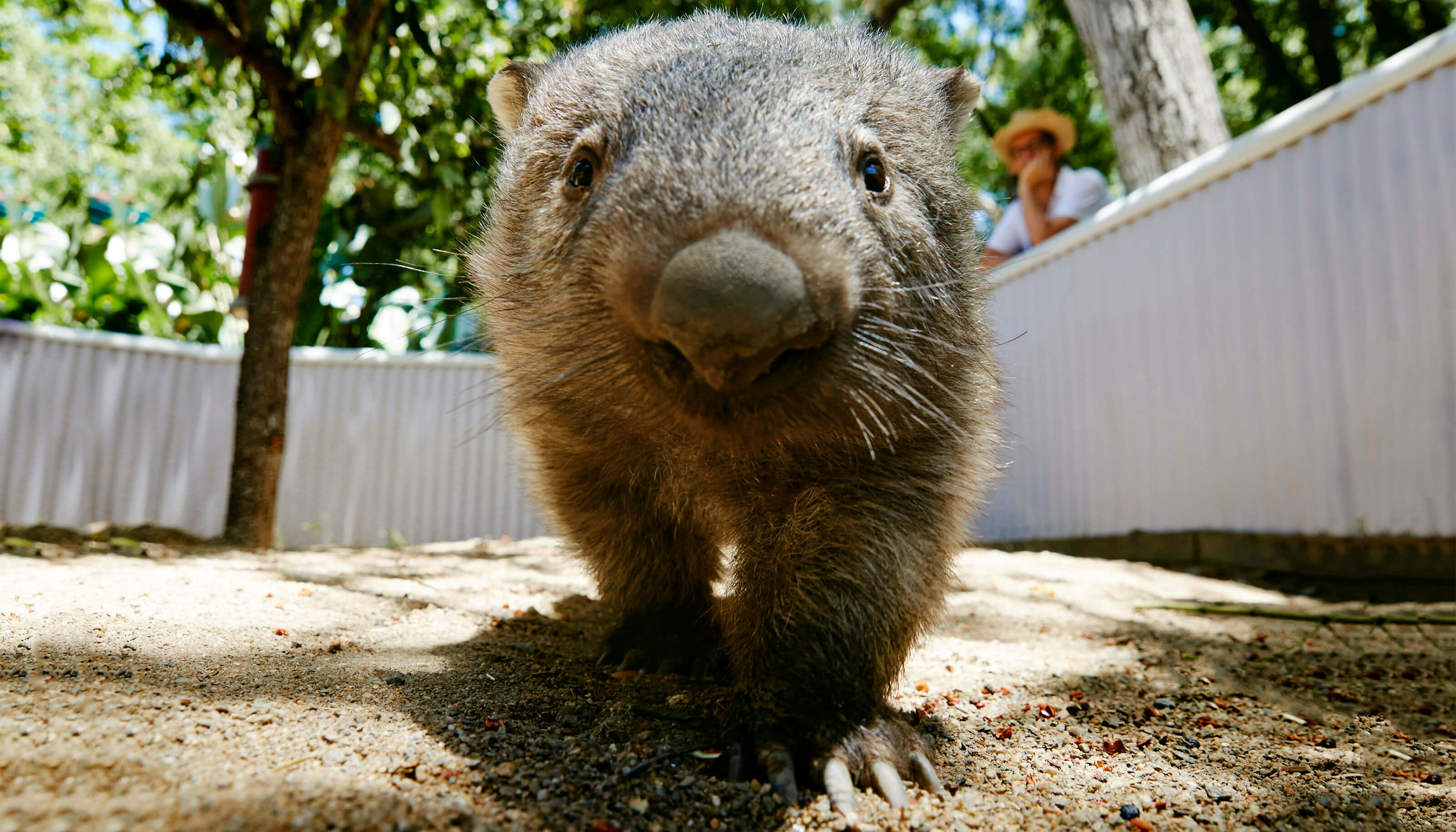wombat at hartleys crocodile adventures