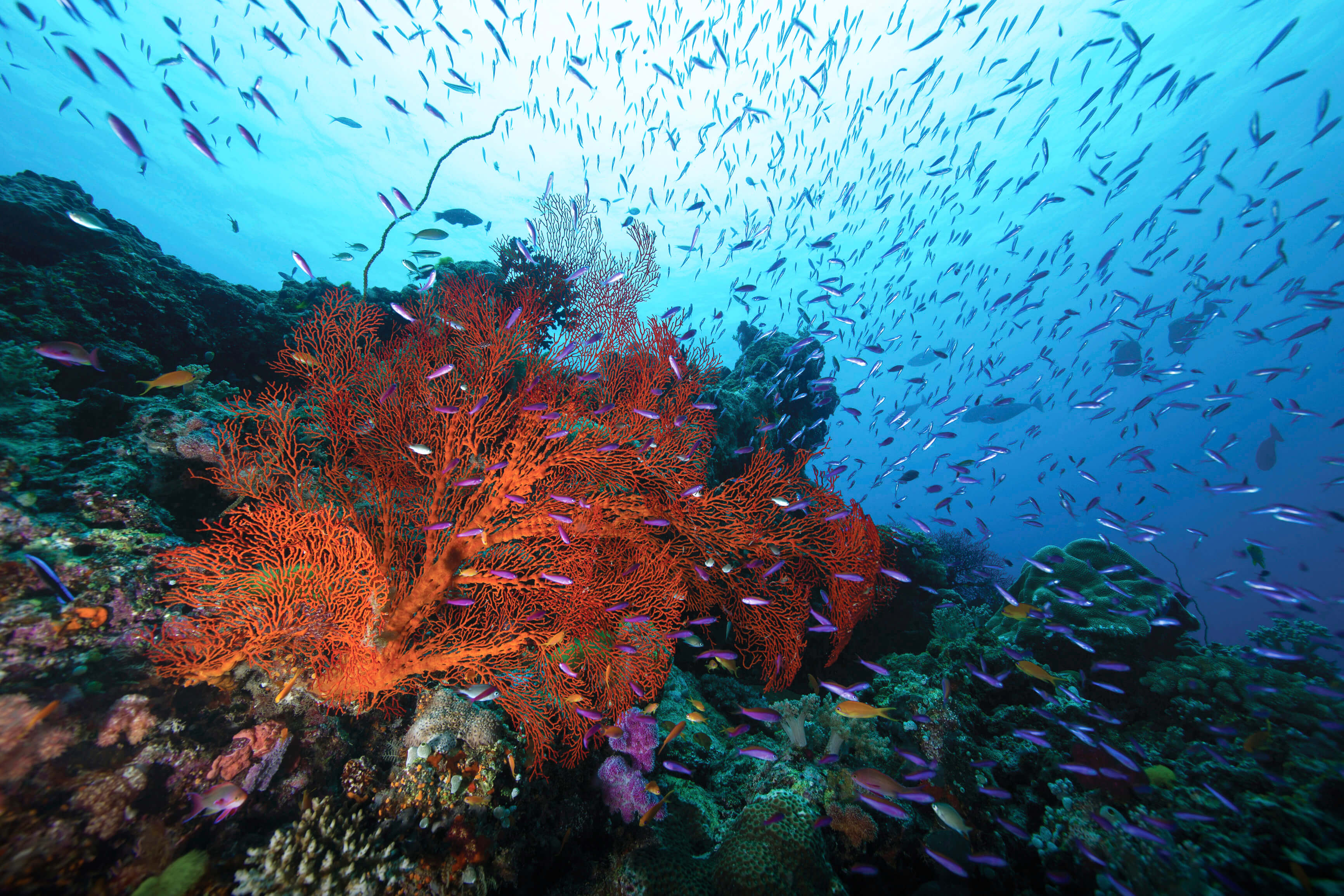 Cairns Great Barrier Reef グレートバリアリーフ