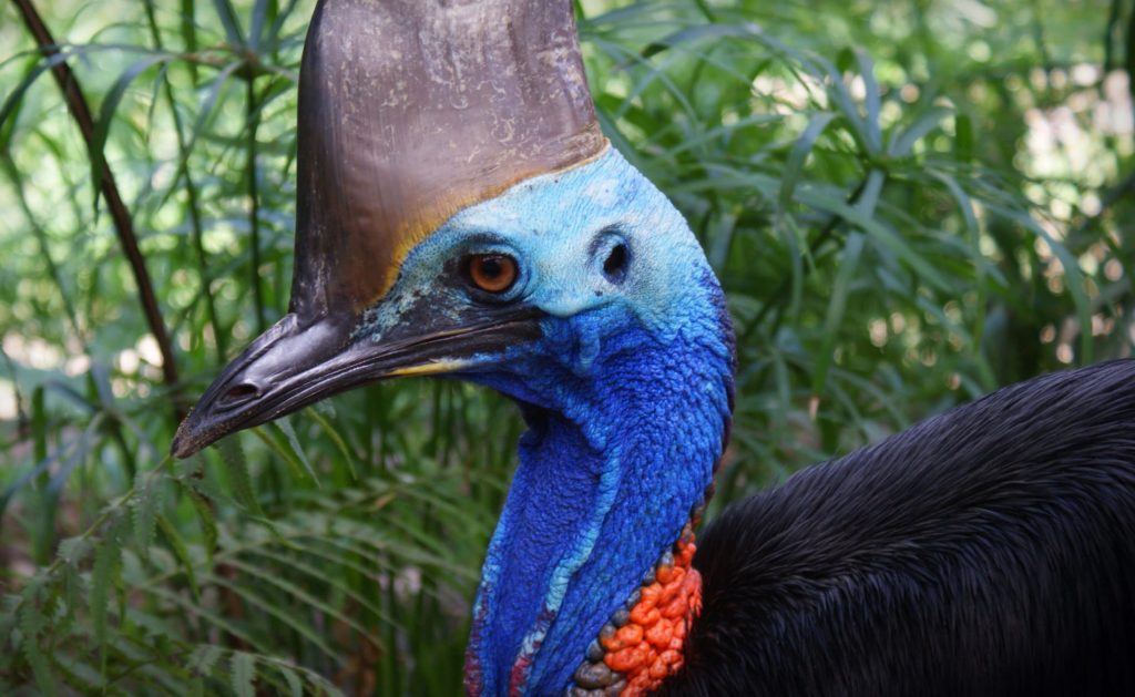 Southern cassowary in rainforest