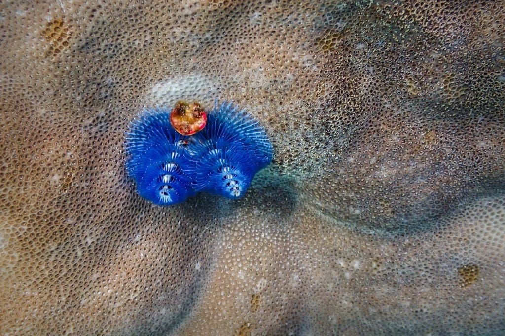 Blue christmas tree worms