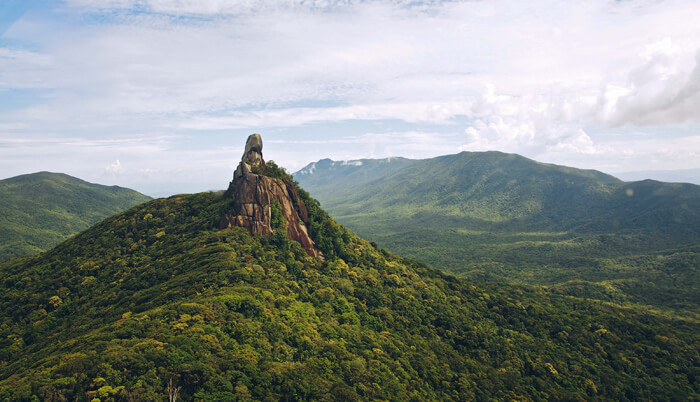 Daintree