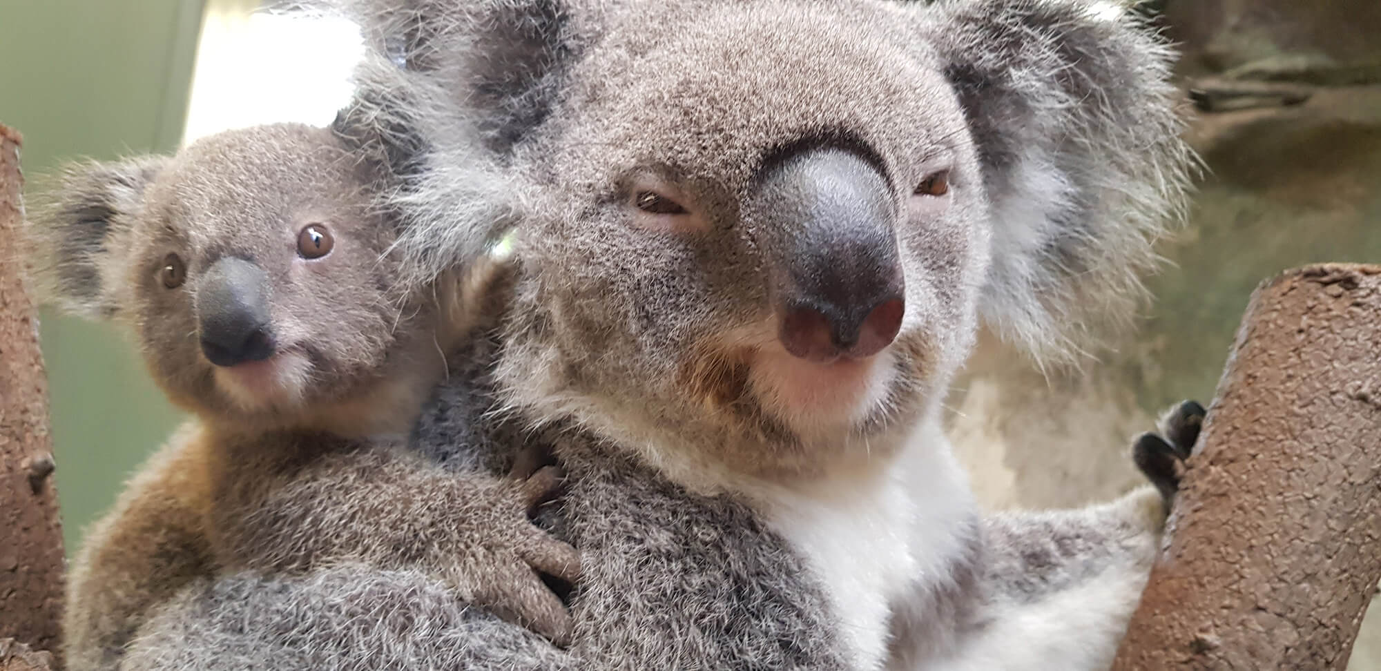 reinforestation koala baby