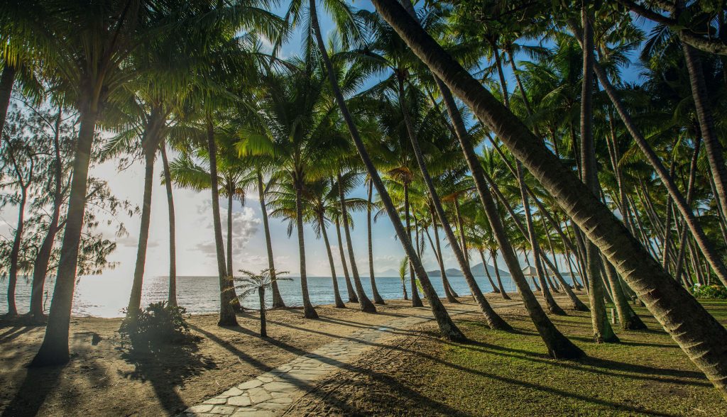 Palm trees at Palm Cove