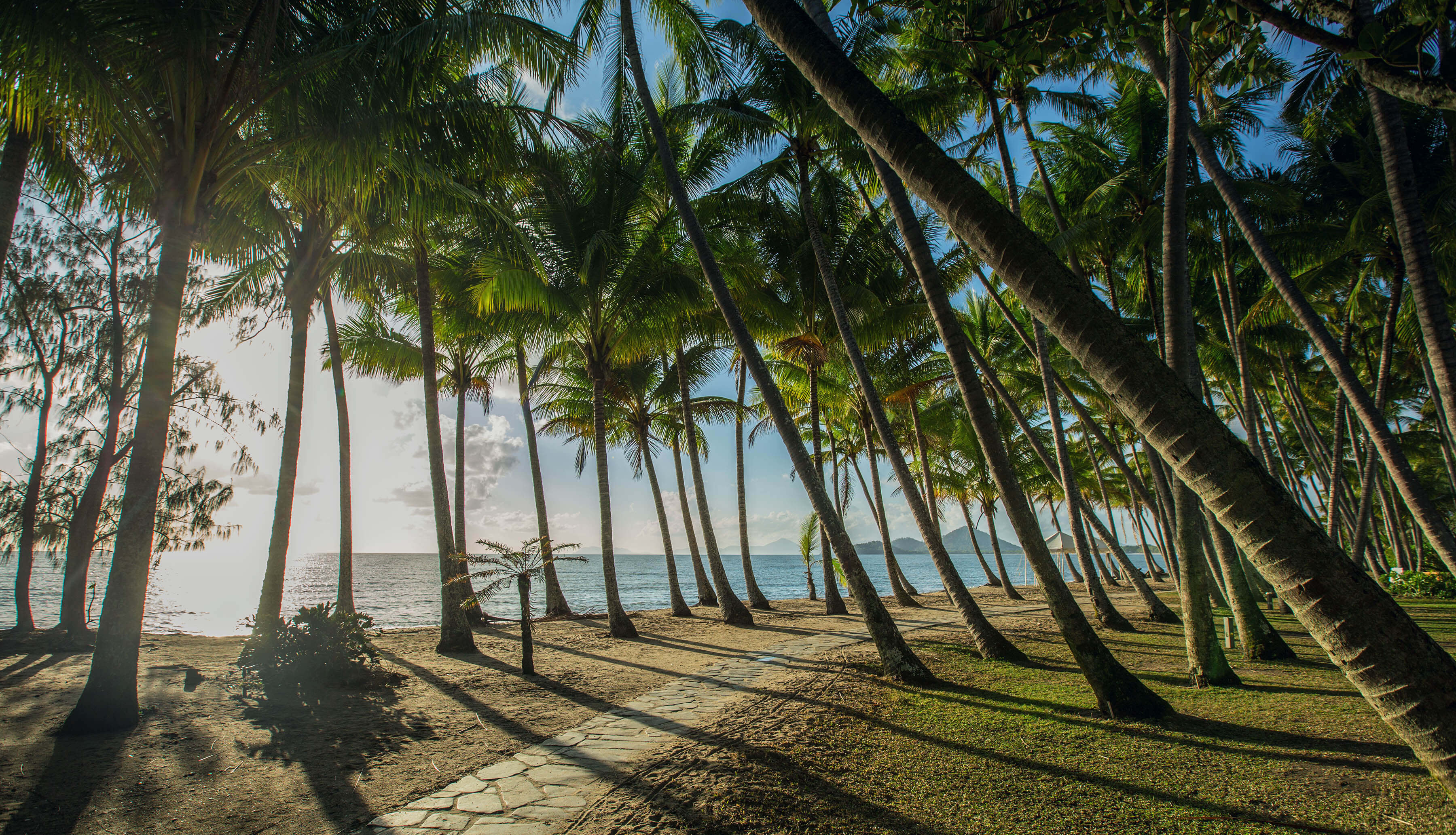 Palm trees at Palm Cove