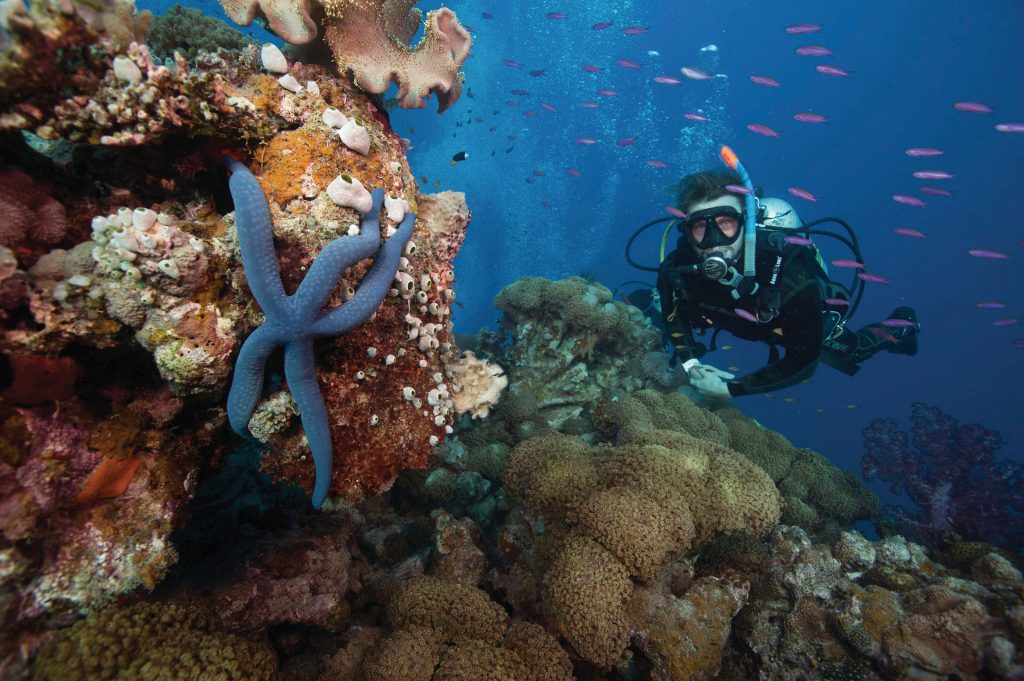 Starfish and scuba diver