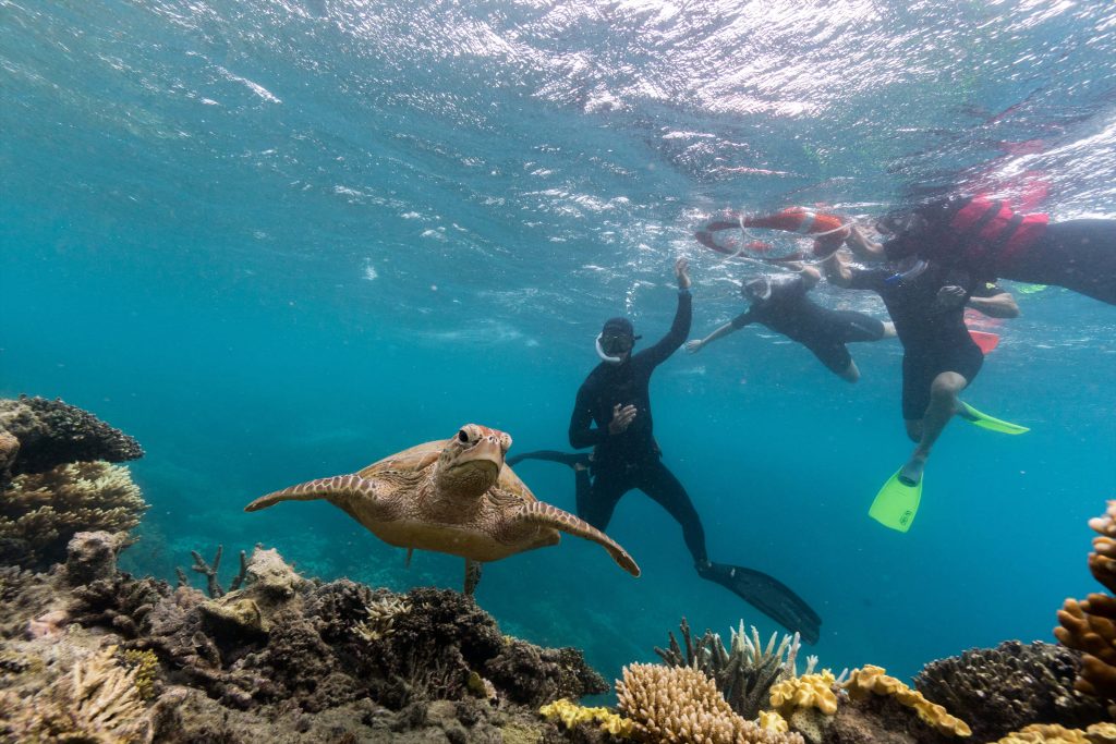 Snorkel safari with sunlover reef cruises