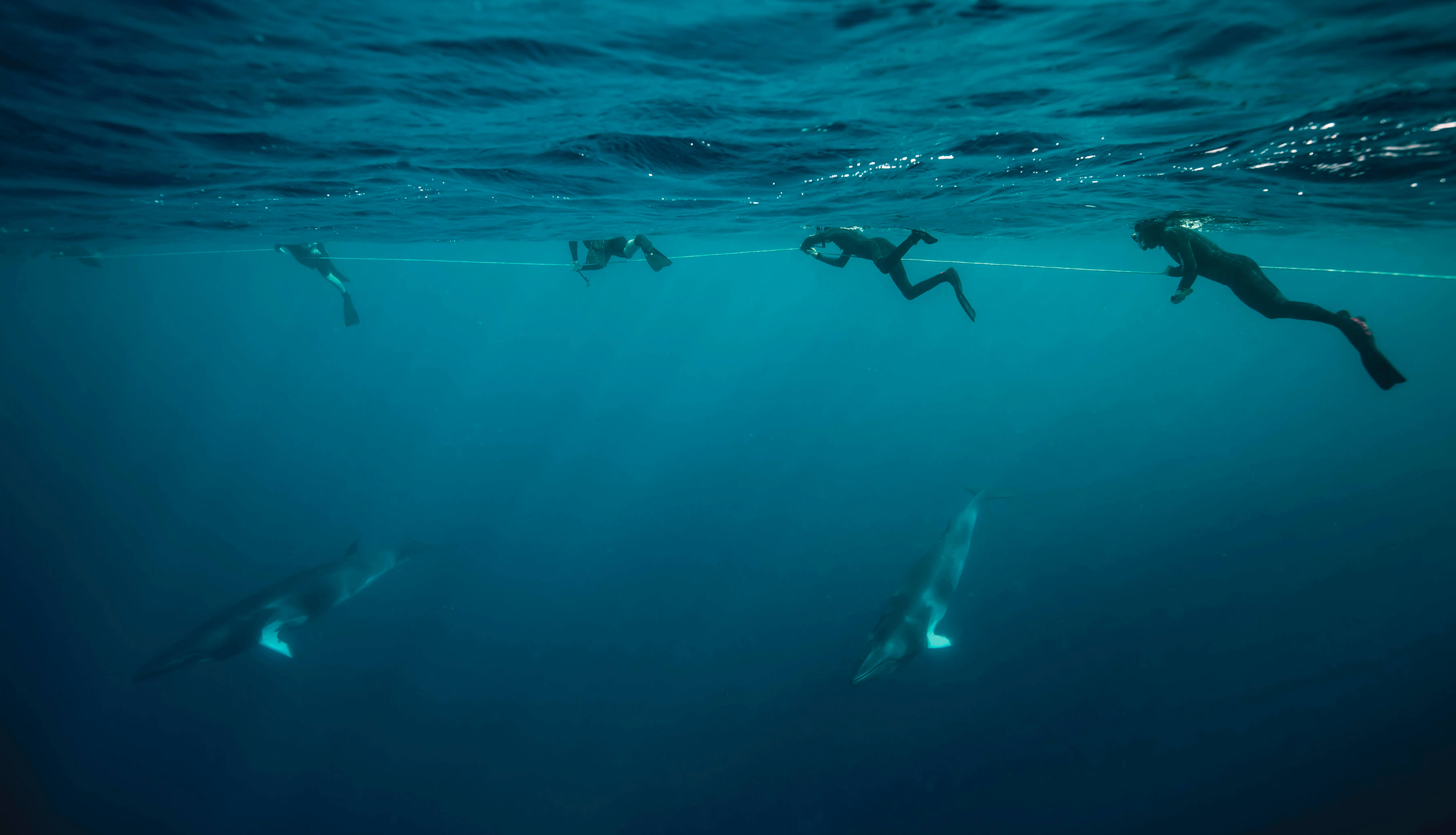 Snorkelling with minke whales